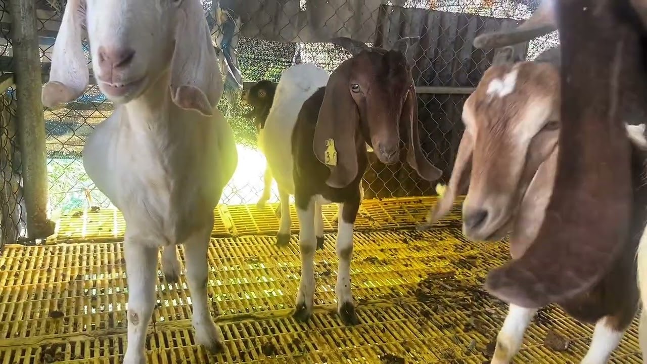 Quiet Farm Life | Goats and Grass 