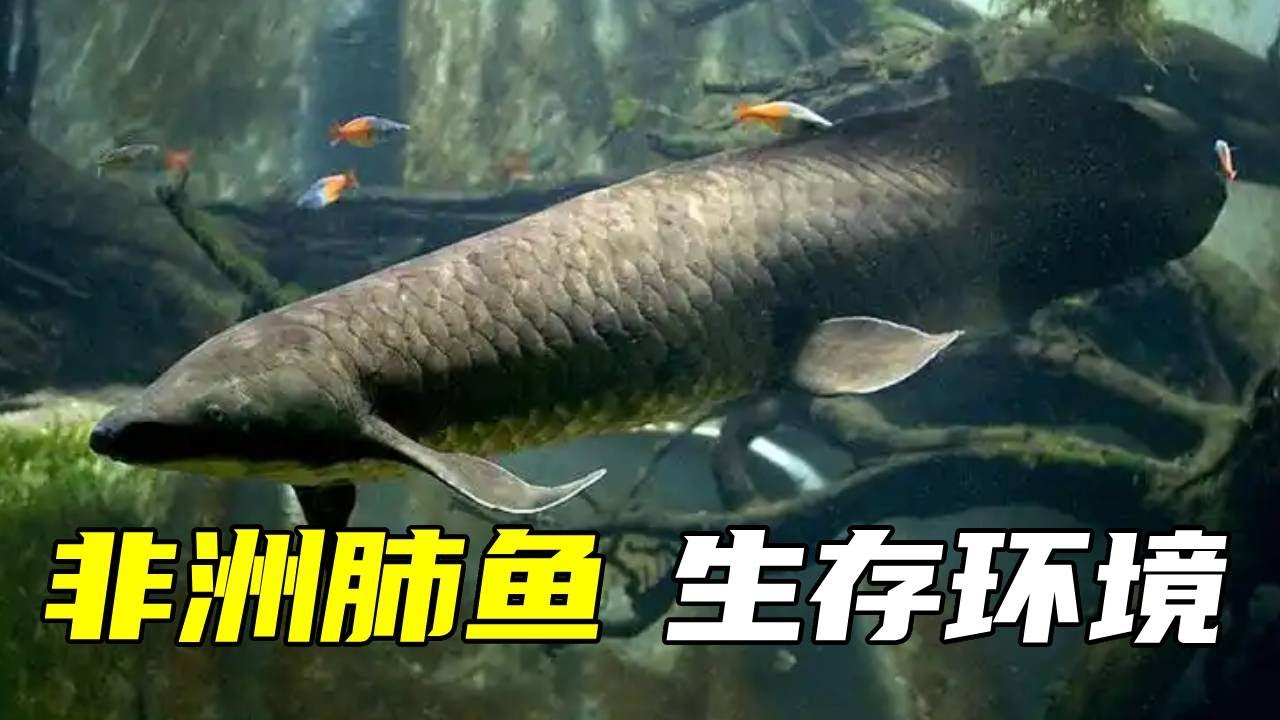 今天养粉丝推荐的一百种鱼之非洲肺鱼，据说这种鱼在泥土里也能安稳生存，事实究竟如何一起来看看吧！【鲁伟学长】