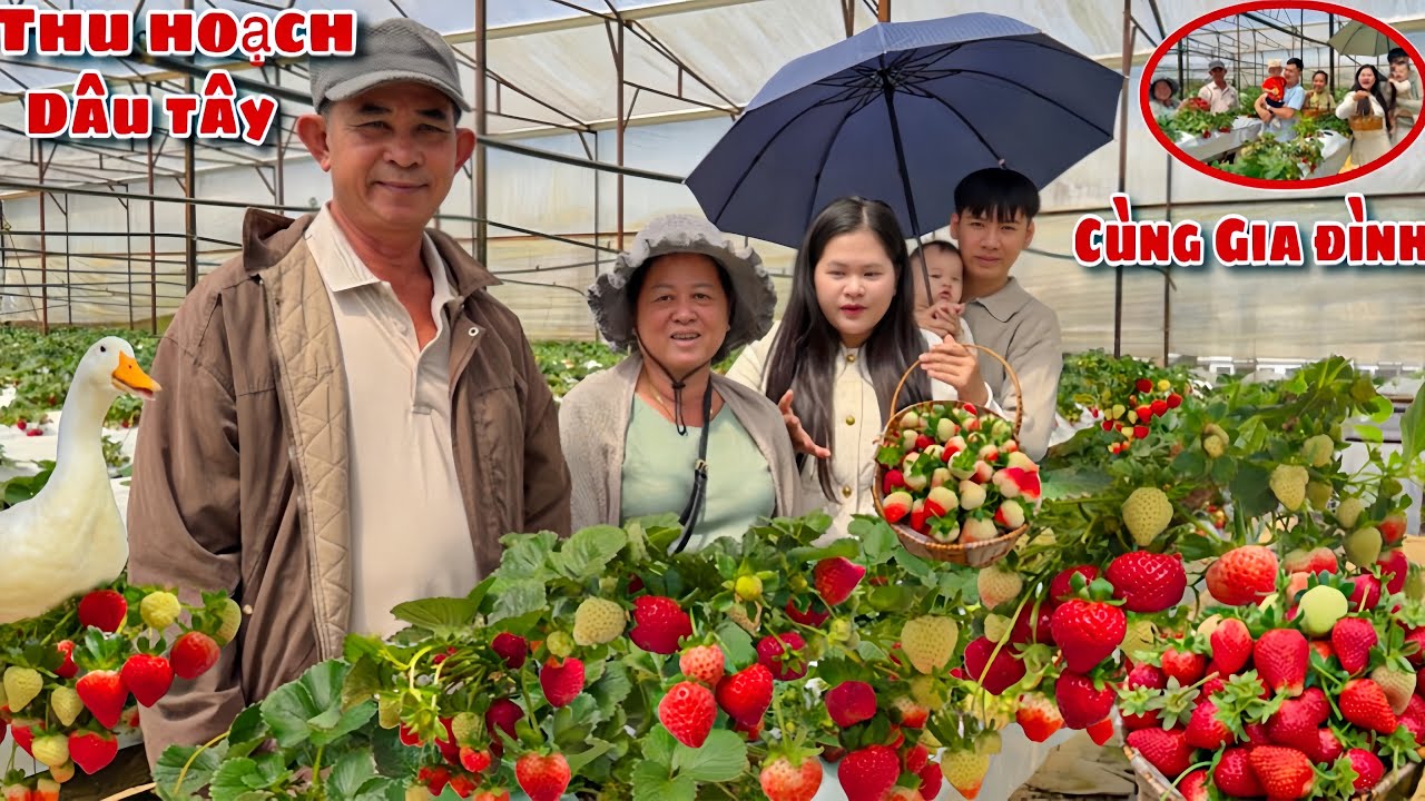 Cha Mẹ Vui Mừng Khi Lần Đầu Đi Thu Hoạch Dâu Tây Tại Vườn Chấm Sữa Chị Dâu Anh Hai Thích Mê