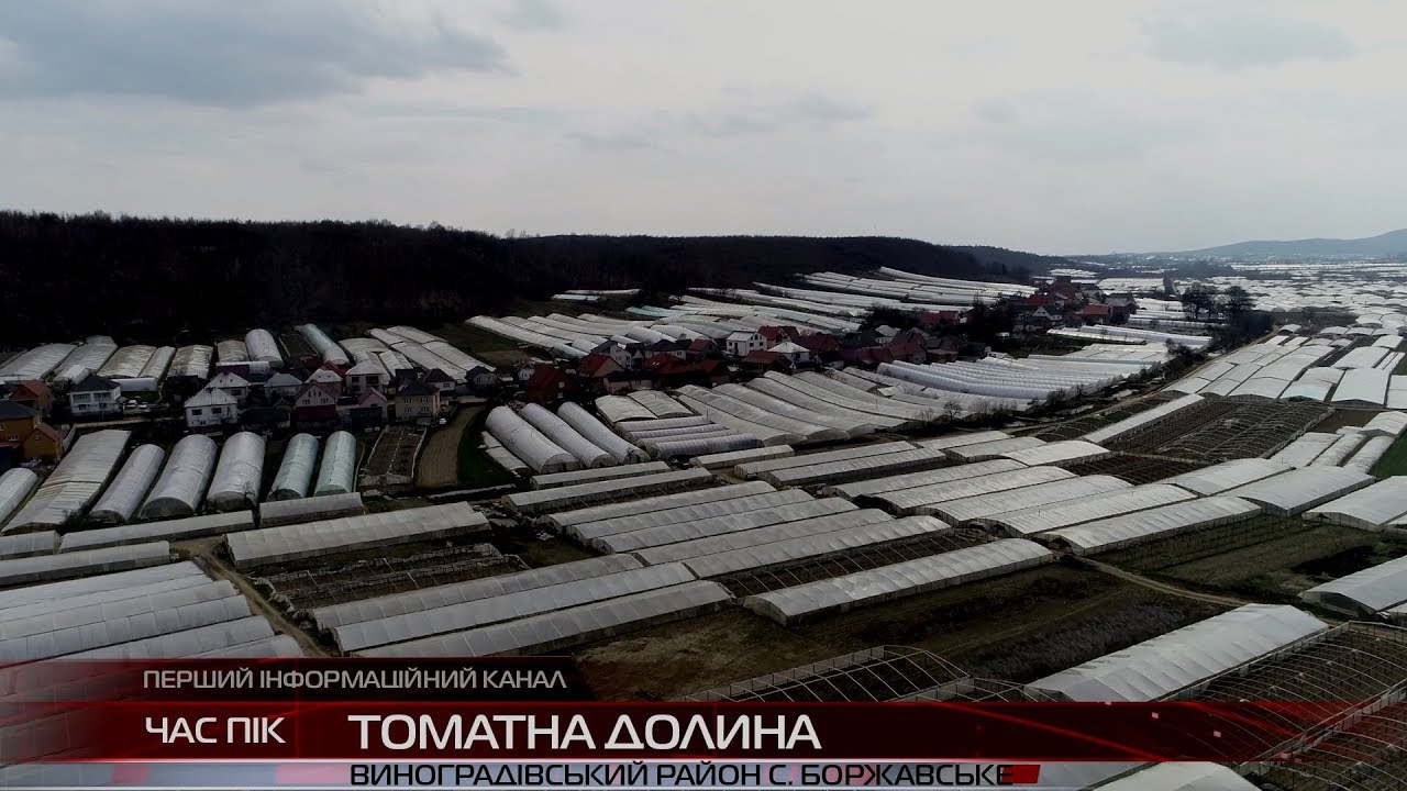 Село Боржавське на Виноградівщині - помідорна столиця України