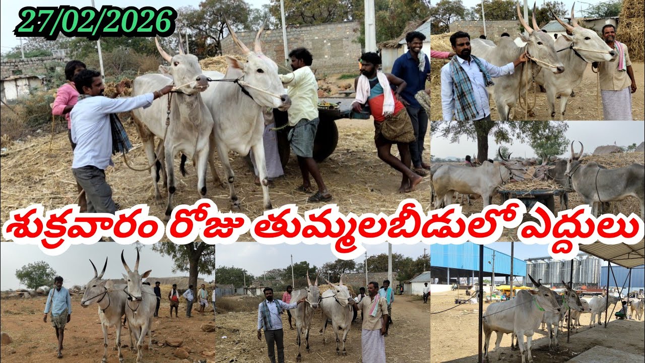 27/02/2026 శుక్రవారం రోజు తుమ్మలబీడులో ఖాజాపురం రైతులు కొన్న ఎద్దులు ఏ విధంగా ఉన్నాయో చూడండి