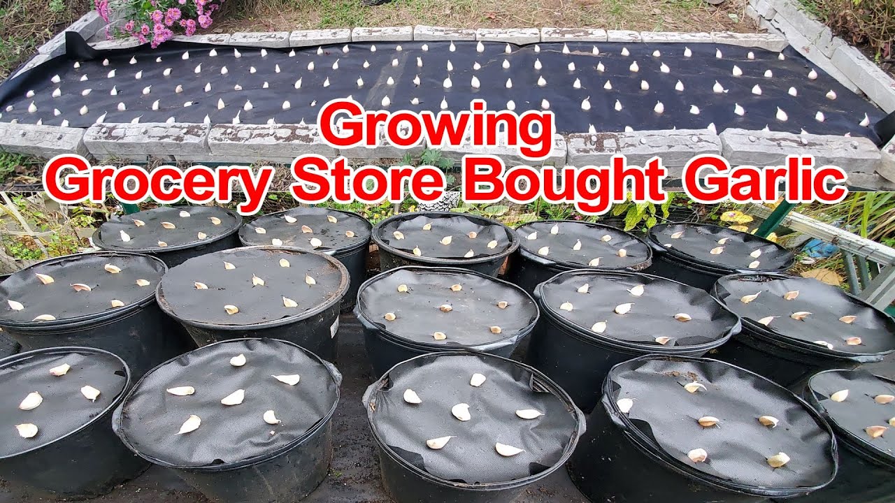 Growing Grocery Store Bought Garlic | NJ zone 7a | Garlic after pepper & tomatoes | NJ and TX Garden