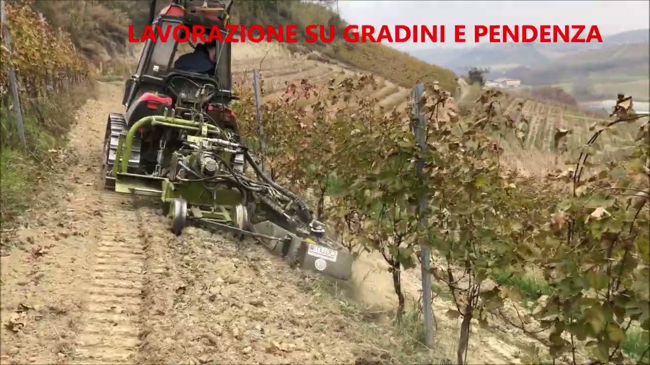 UNICA JOLLY CALDERONI  CON ERPICE IN VIGNA CON PENDENZA E GRADINI