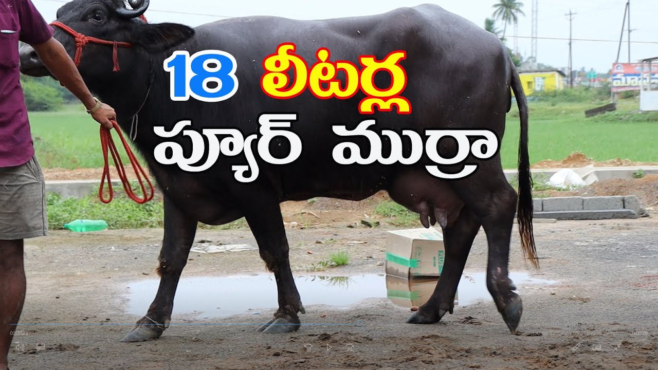 NANDHA TEJA DAIRY FARM..96764 88488 #dairyfarm  #murrah  #buffalo