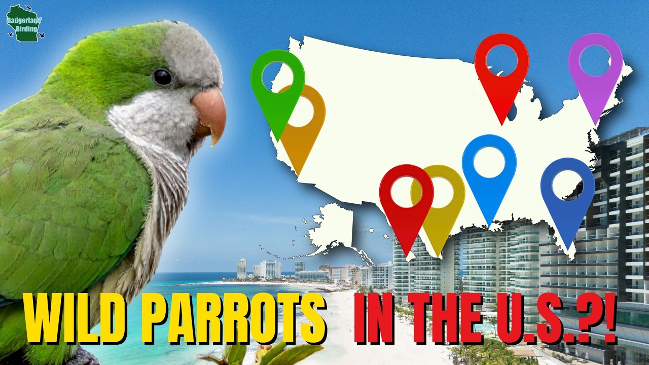 Правда о диких попугаях, обитающих в Соединенных Штатах!