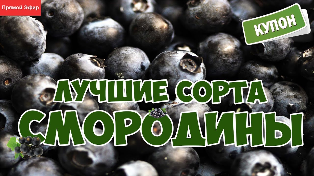 Лучшие сорта смородины❀Прямой эфир