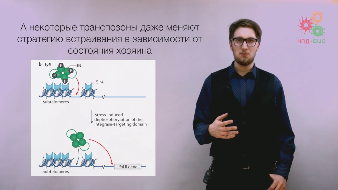 Перестройки генома. Транспозоны и пластичность генома