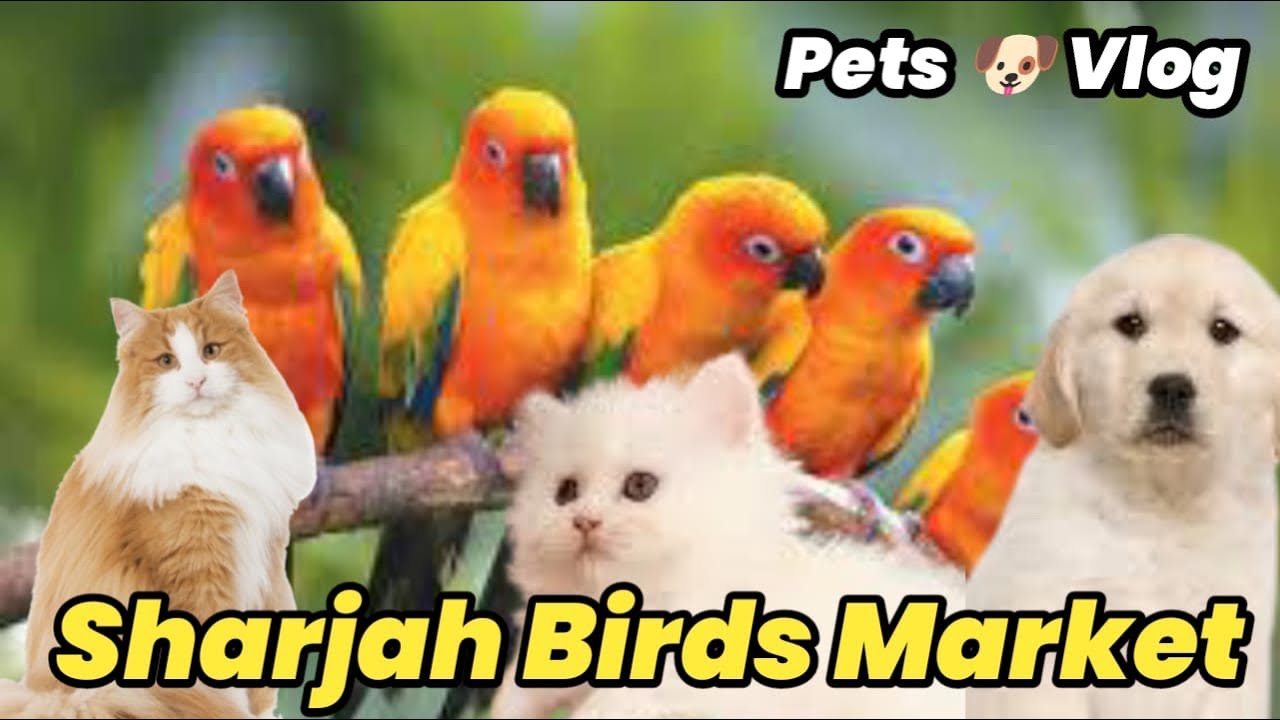 Sharjah Birds and Animal Market  tour with perdaisi Munda😃​⁠|| Pets vlog@Alidailyvloging71