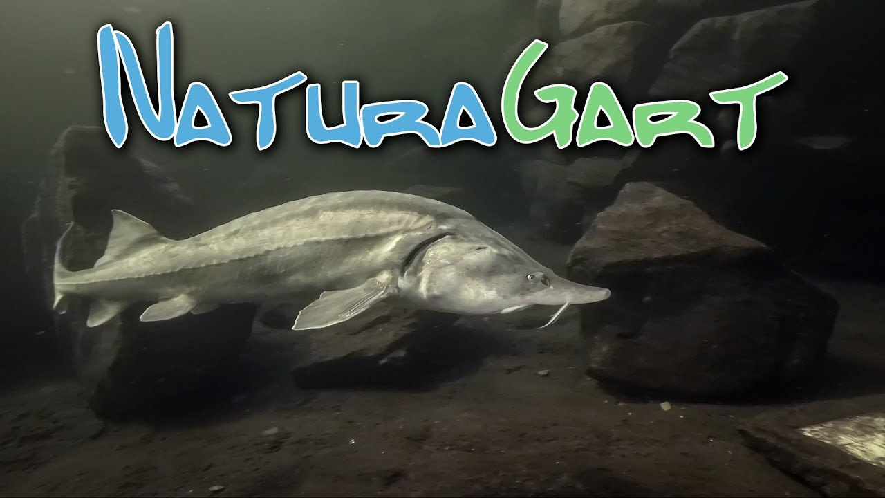 Tauchen in NaturaGart | Höhlentauchen und Riesen-Störe