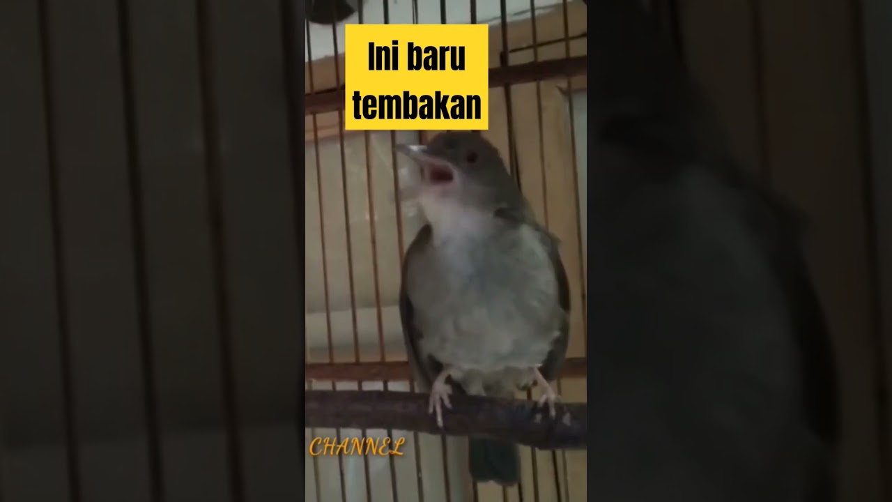 MERBAH BELUKAR KELUARIN TEMBAKAN