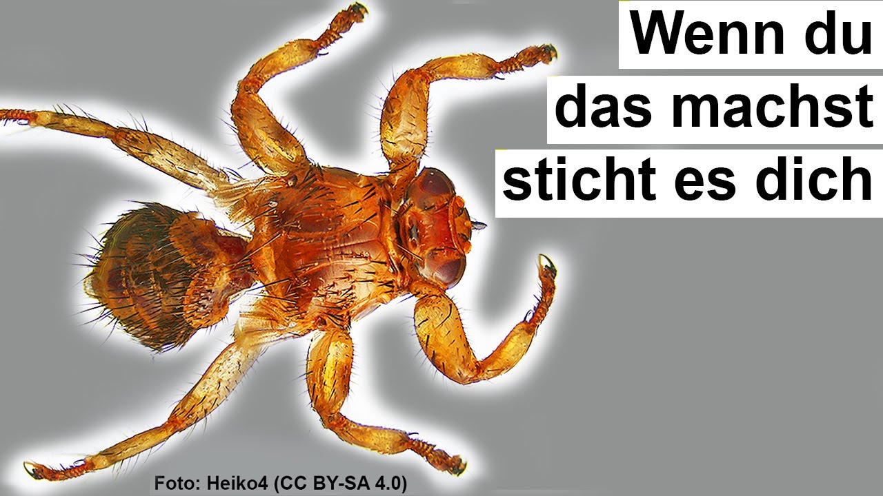 So gefährlich ist dieser europäische Parasit (Hirschlausfliege)