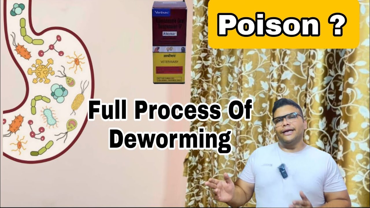 Birds Deworming Step By Step | | For Your Bird Health And Breeding
