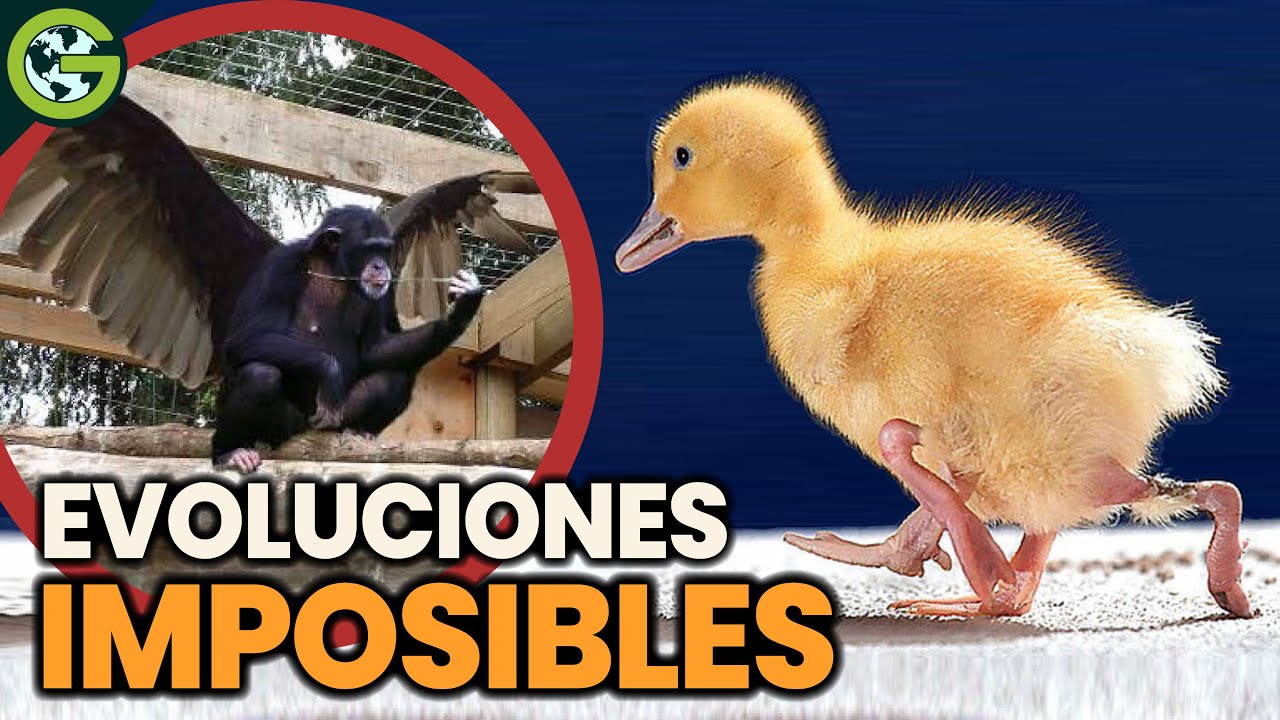 ¿Por qué NO Hay ANIMALES con RUEDAS o HUMANOS con ALAS? 🦄