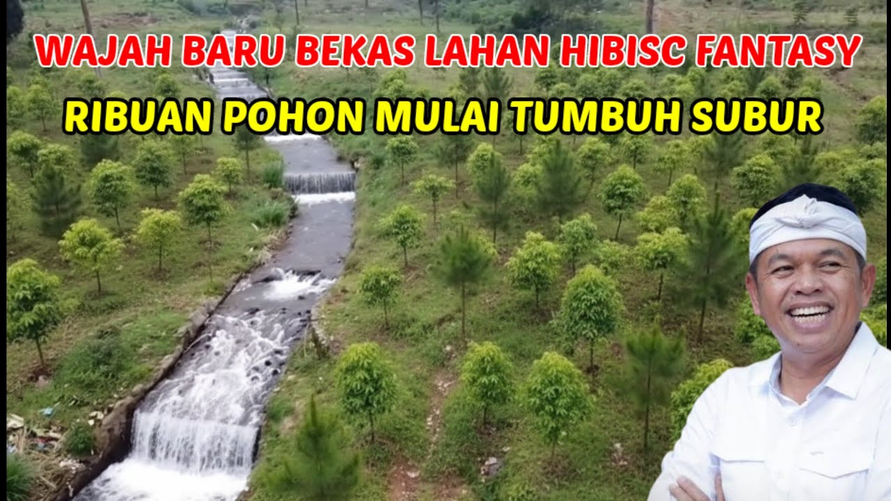 Wajah Baru Bekas Lahan HIBISC FANTASY | Ribuan Pohon Mulai Tumbuh Subur #dedimulyadi 