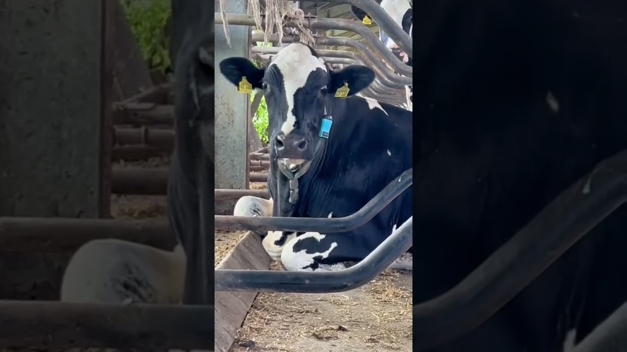 Milking Success: A Day at the Cow Farm  #cows #farm