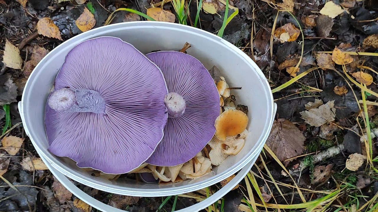 Разведка новых мест. Фламмулины зимние, рядовки фиолетовые и лисички в Подмосковье. Октябрь 2025