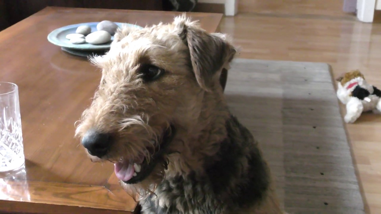 bella privat ( Airedale Terrier ) Teil 2
