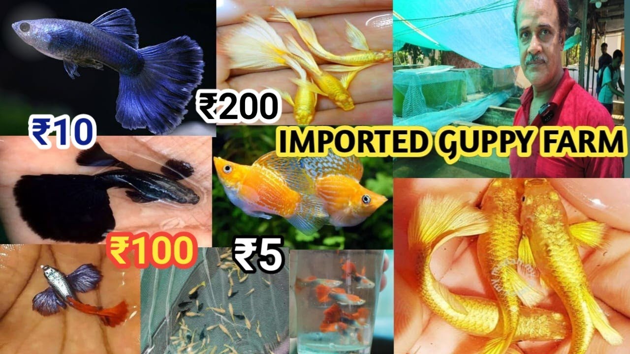 RARE GUPPY FISH FARM HOWRAH ANDUL | IMPORTED GUPPY FISH| ALL INDIA DELIVERY AVAILABLE|