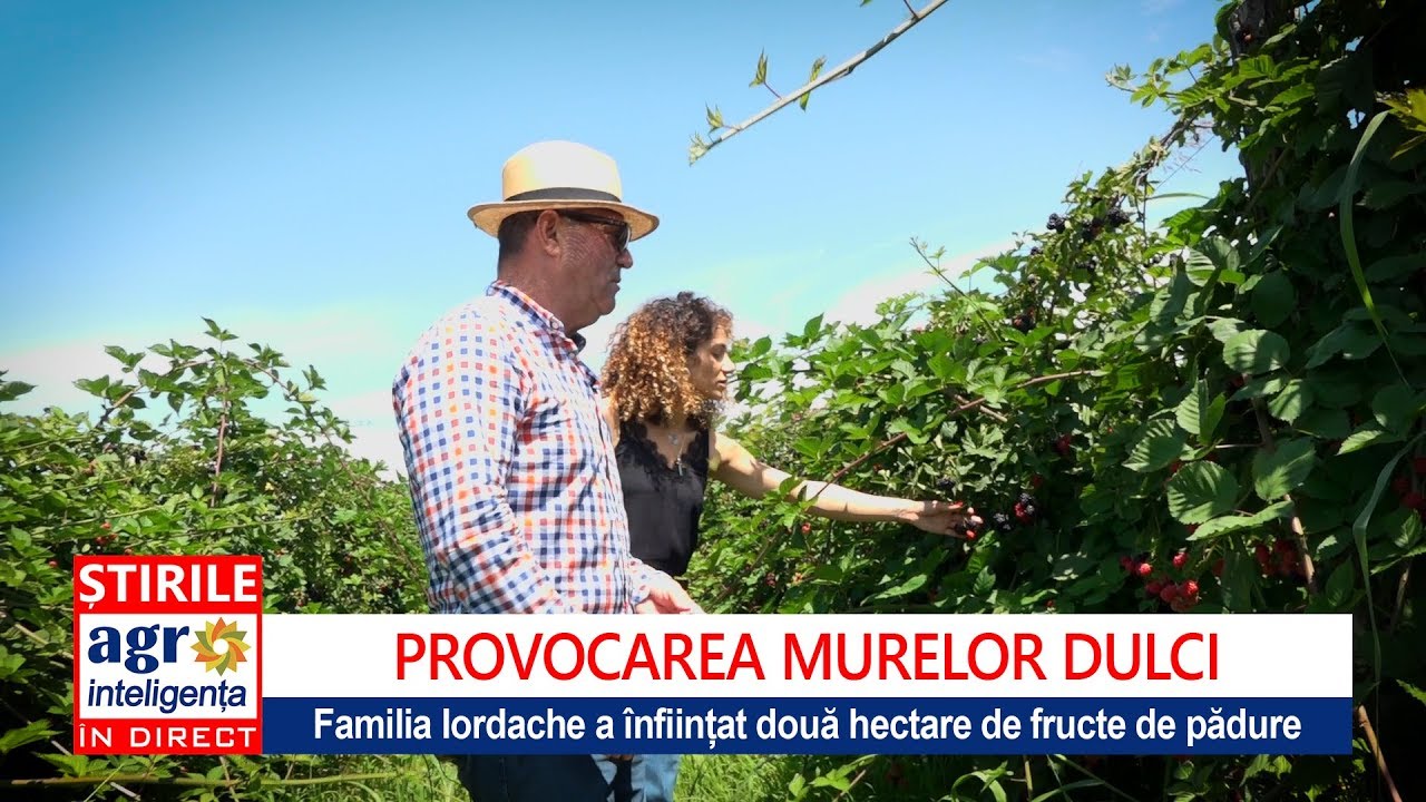 Afacerea cu mure a familiei Iordache