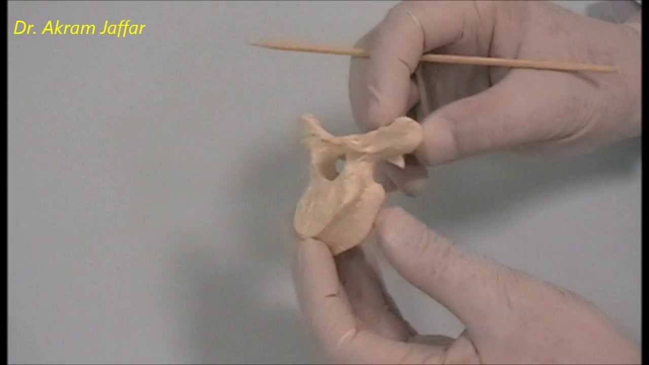 Osteology of the thoracic cage: Thoracic vertebrae