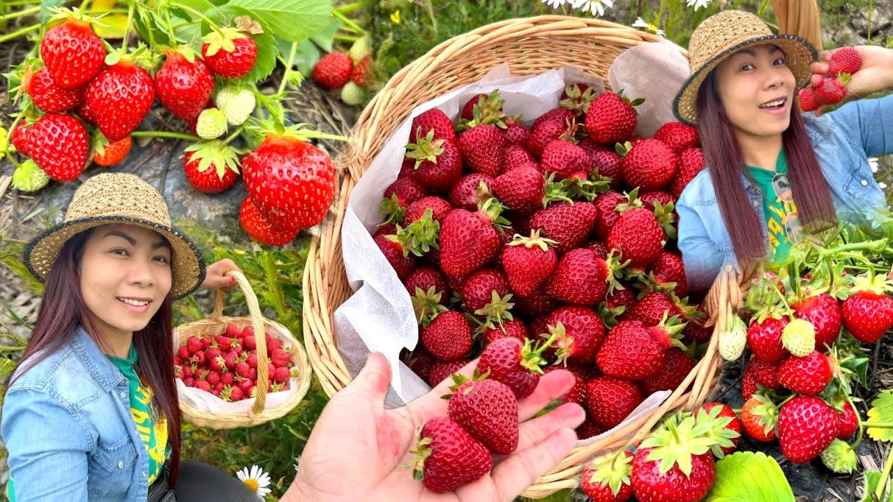 เก็บสตอเบอร์รี่ สดๆจากสวน หวานฉ่ำ มาลุ้นกัน ตระกร้านี้ ราคากี่บาท ? 🍓🍓🍓🍓🌿🌿