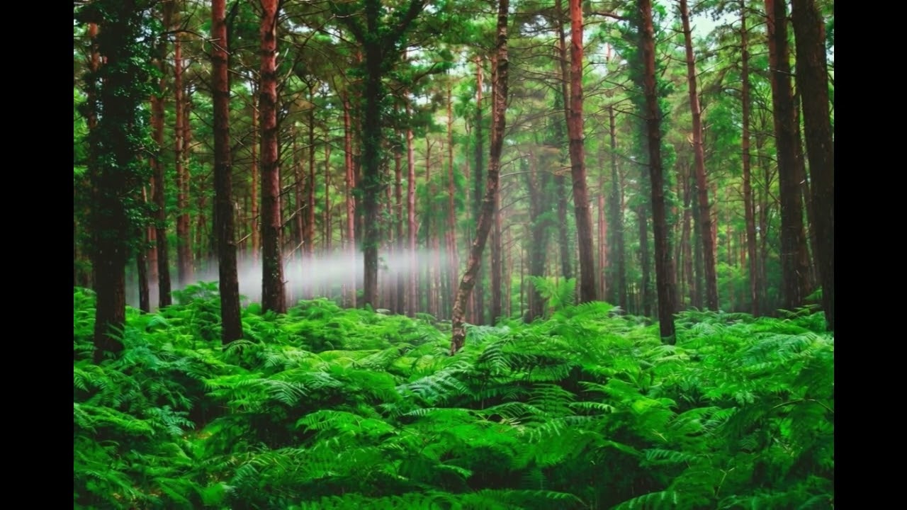 Misty Morning Stillness 🌫️ Slow Ambient Nature for Meditation, Sleep & Peace