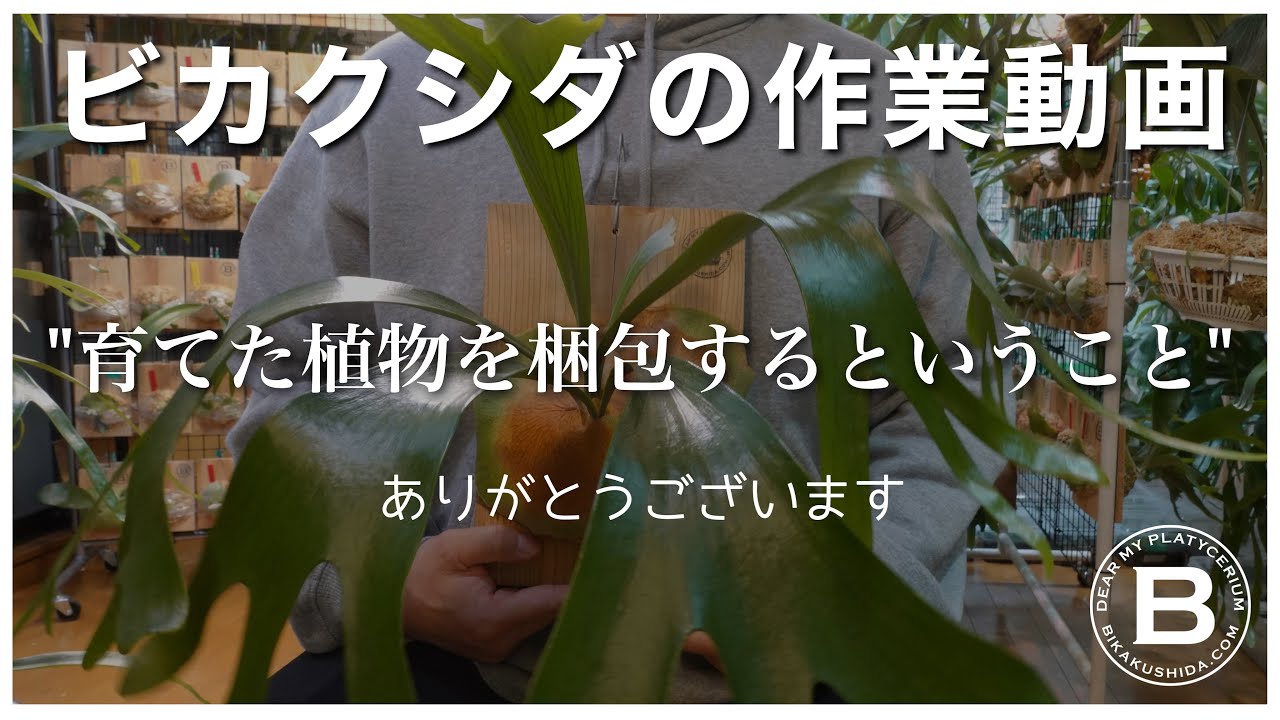 【観葉植物】僕が育てたビカクシダが売れたので梱包しながら雑談する