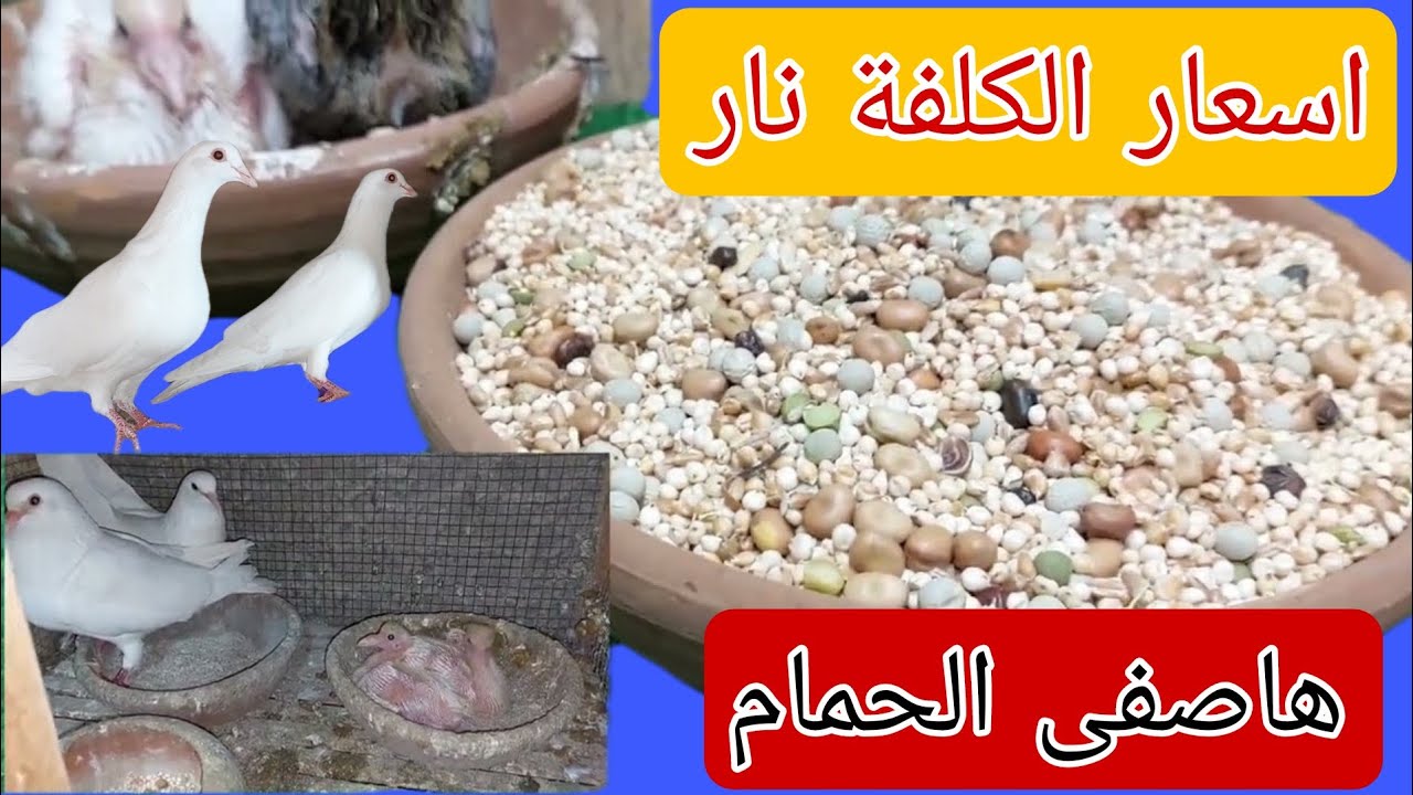 الكلفة أكل الحمام غالى نار هاصفى الحمام مشكلة كل مربى وازاى هانحلها وحساب تكاليف قص حمام لاحم شغال