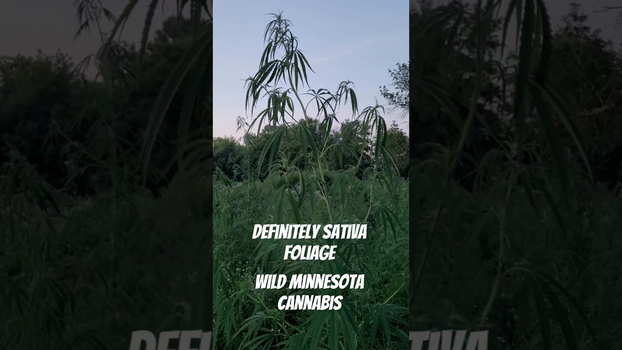 Visiting The Patch of Wild Minnesota Sativa - Ditch Weed is 7 Feet Tall & Flowering in 2 1/2 Months!