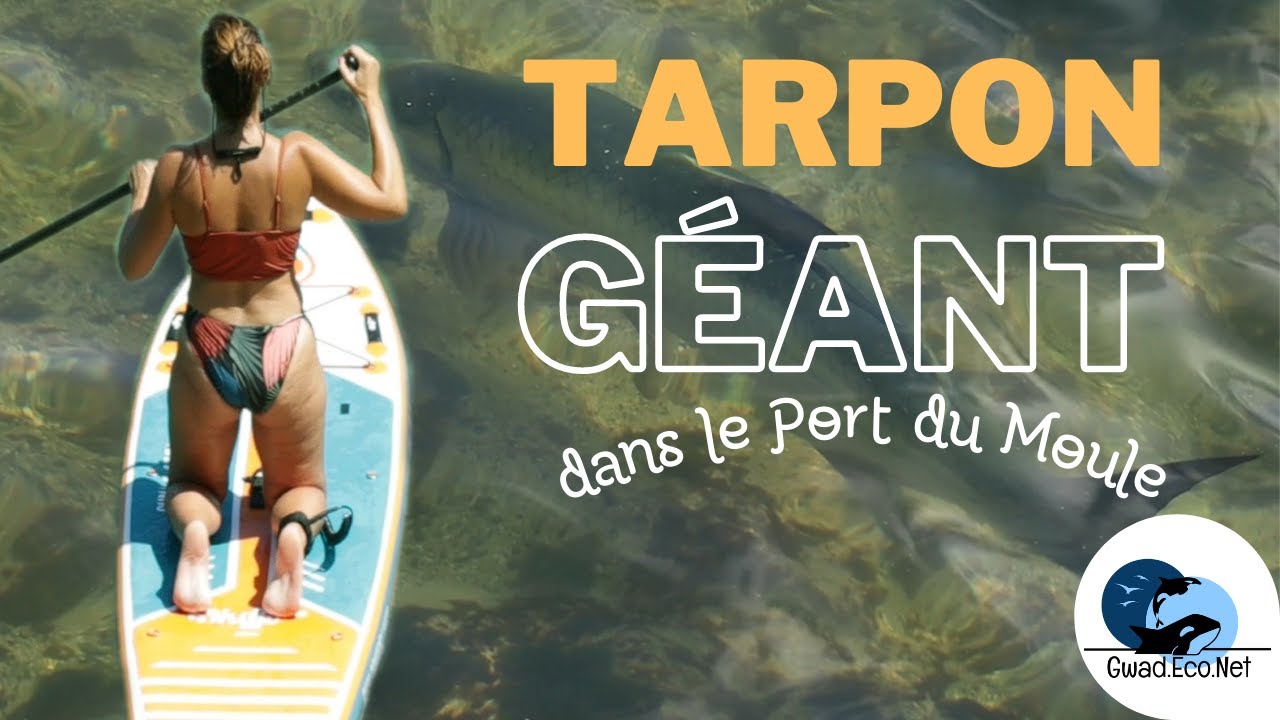 Fishing Guadeloupe : Un tarpon géant dans le port du Moule