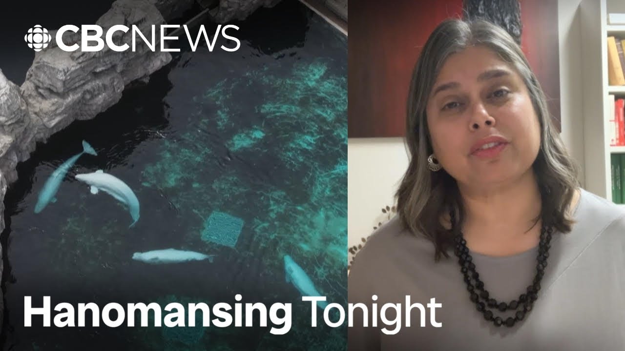 What could happen if Marineland's belugas are exported to another country? | Hanomansing Tonight