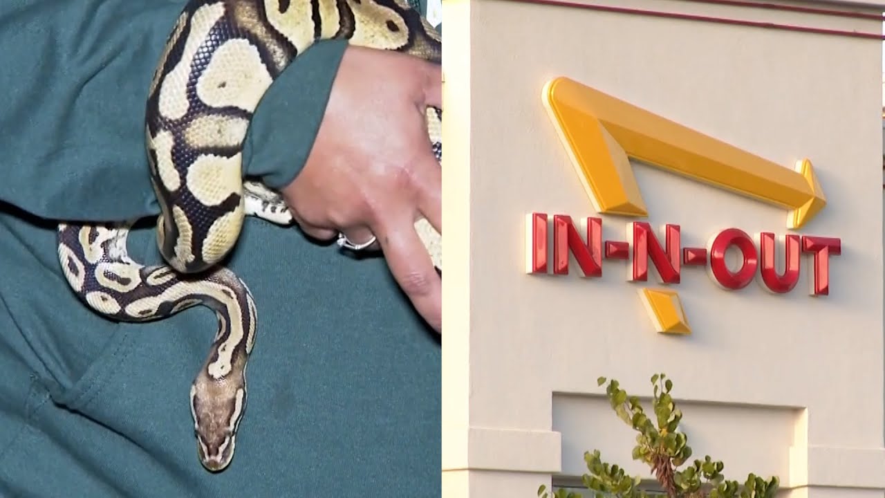 Escaped Pet Python Found Weeks Later At In-N-Out Burger 50 Miles From Home