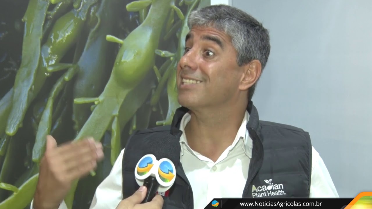 Extrato de alga marinha ajuda as plantas a mitigar os efeitos do stress climático e melhorar potenci