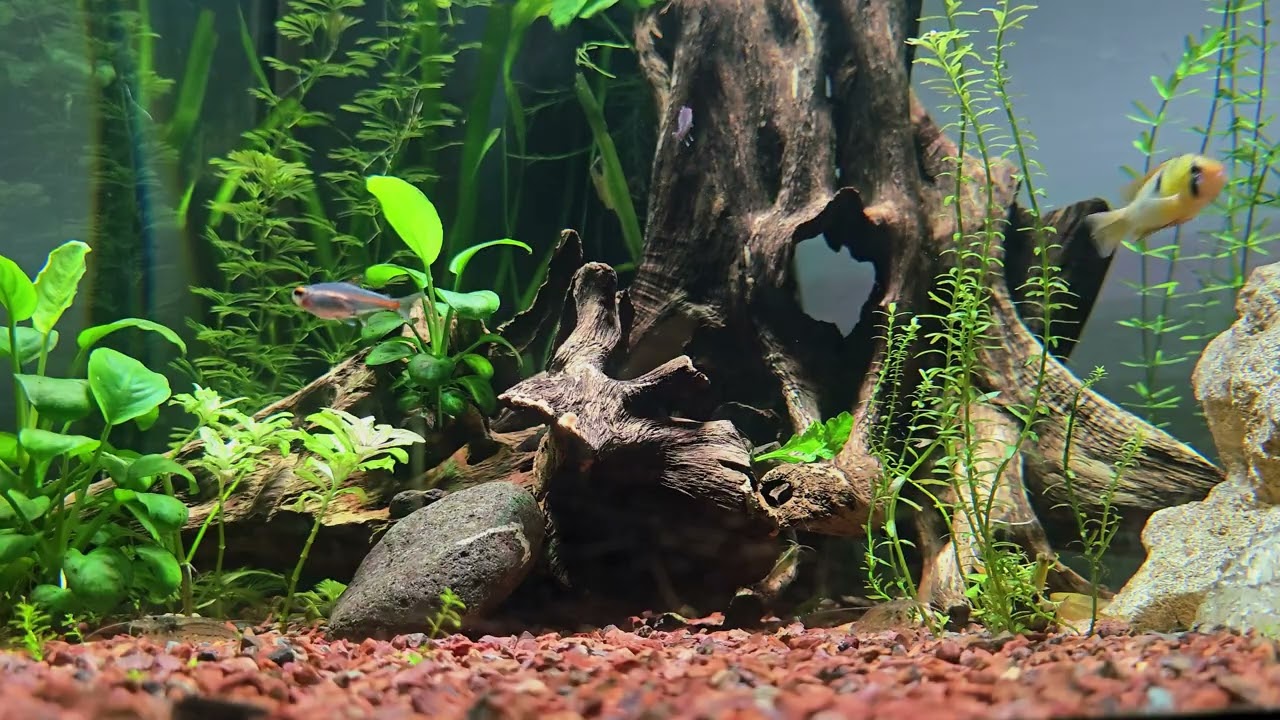 Acuario Plantado, para relajarte y bajar el Cortisol
