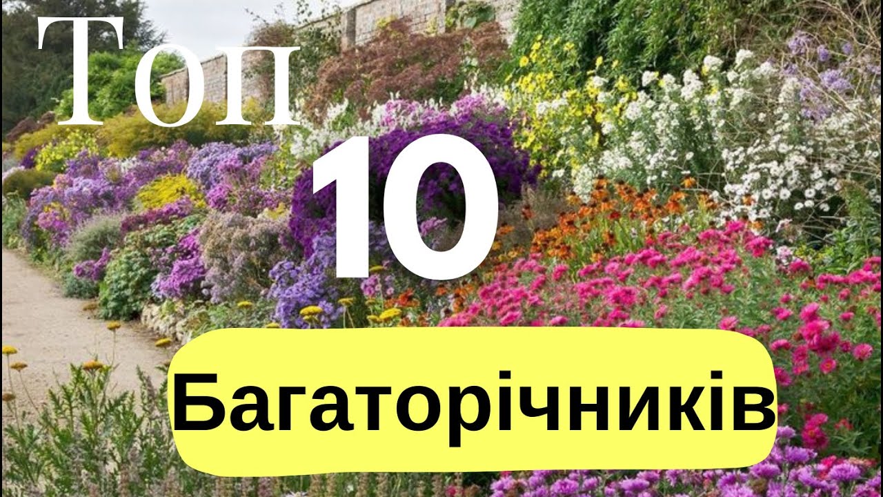 Секрети садівників: Невибагливі багаторічники, які мають бути у вас