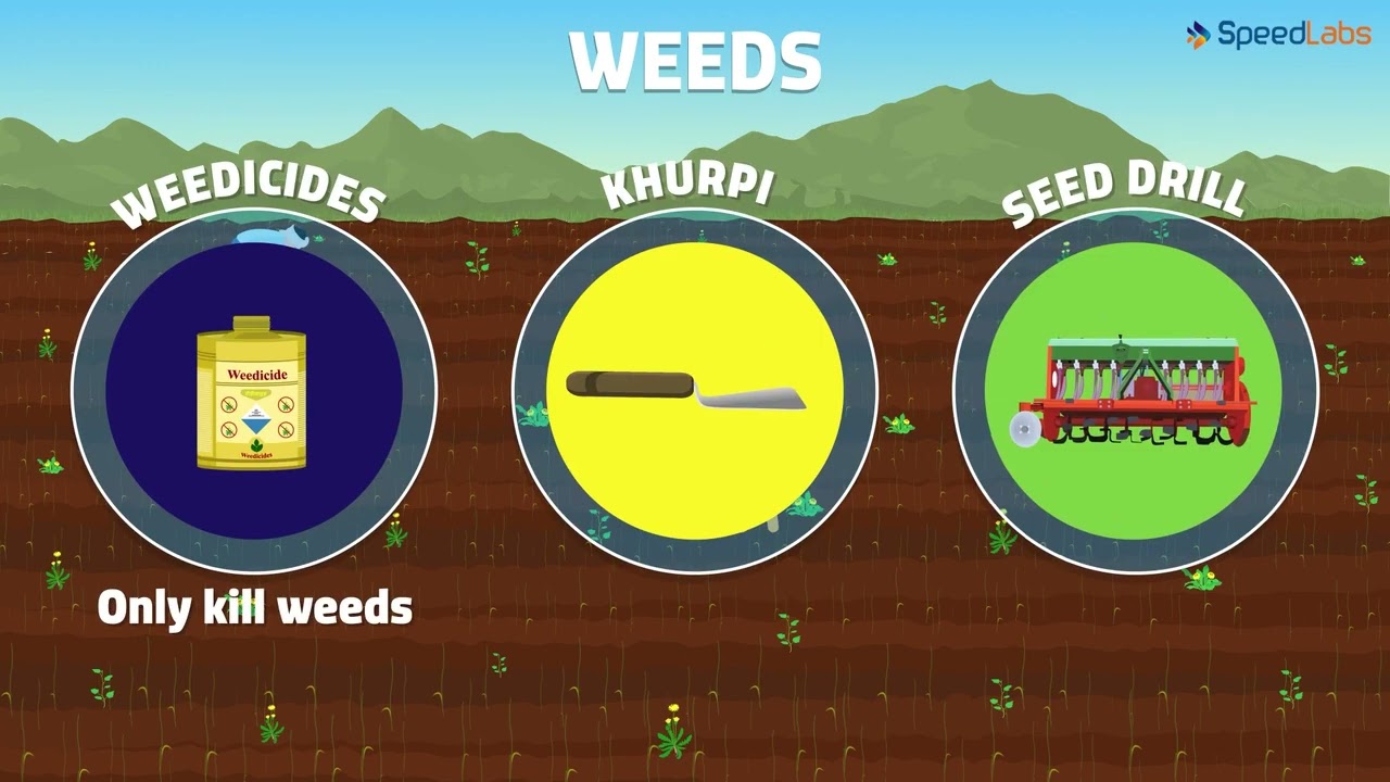 Class-8-Science-Ch-13-Crop Production & Management-Topic-Weeds and Protectionagainst them,Harvesting