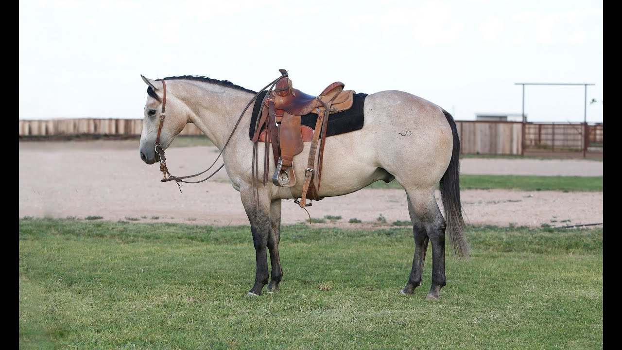 Lot #13 CS Legitt Goldrush offered by Paige Horses LLC at Diamonds in the Desert Premier Horse Sale