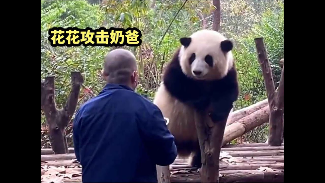 huahua panda大熊猫花花为什么要咬奶爸，实习生练手专用熊，并非浪得虚名