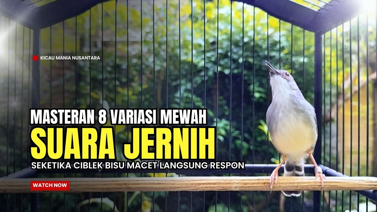 suara burung CIBLEK GACOR NGEBREN Pancingan Ciblek Semi bahan jadikan ciblek kristal gacor Tarung
