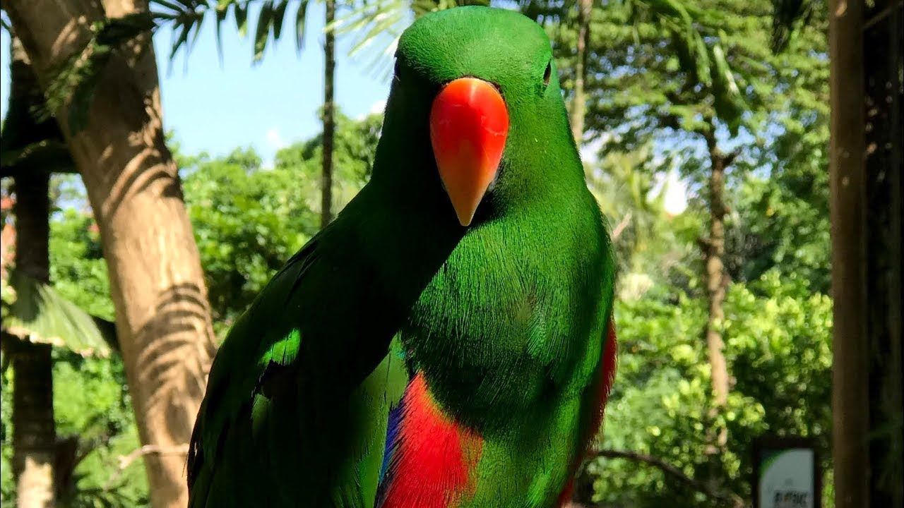 Hanging Together! #rainbowlorikeet #birdsofaustralia #parakeets