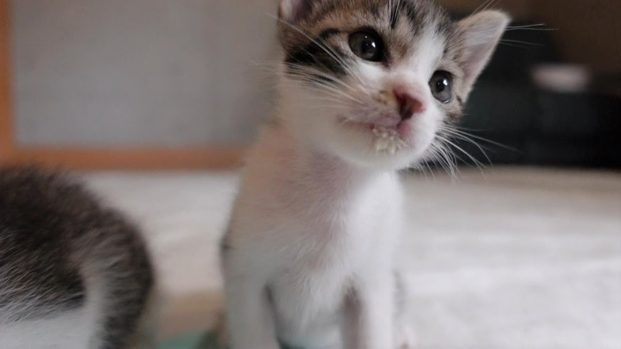 【生後33日】初めてお皿からミルクを飲めて満足げな子猫