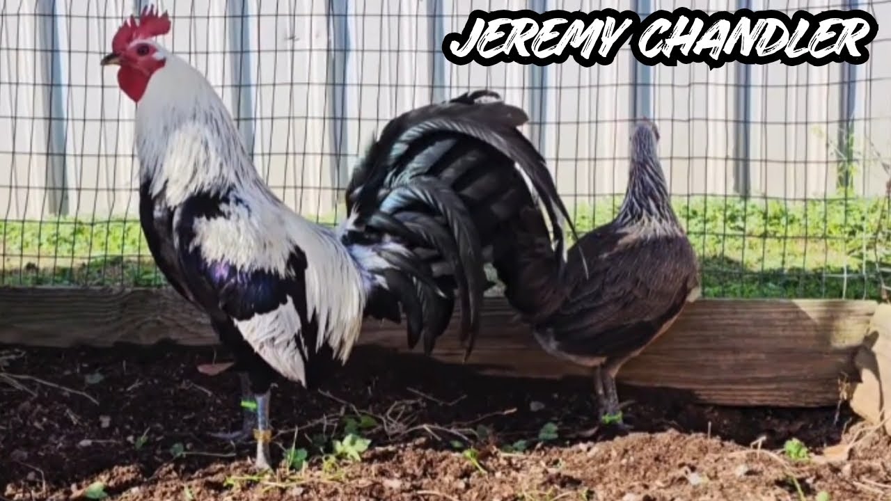 Juan Santos Visit Corral Jeremy Chandler Farm - Feeding Time Shape Outdoor Chicken Coop