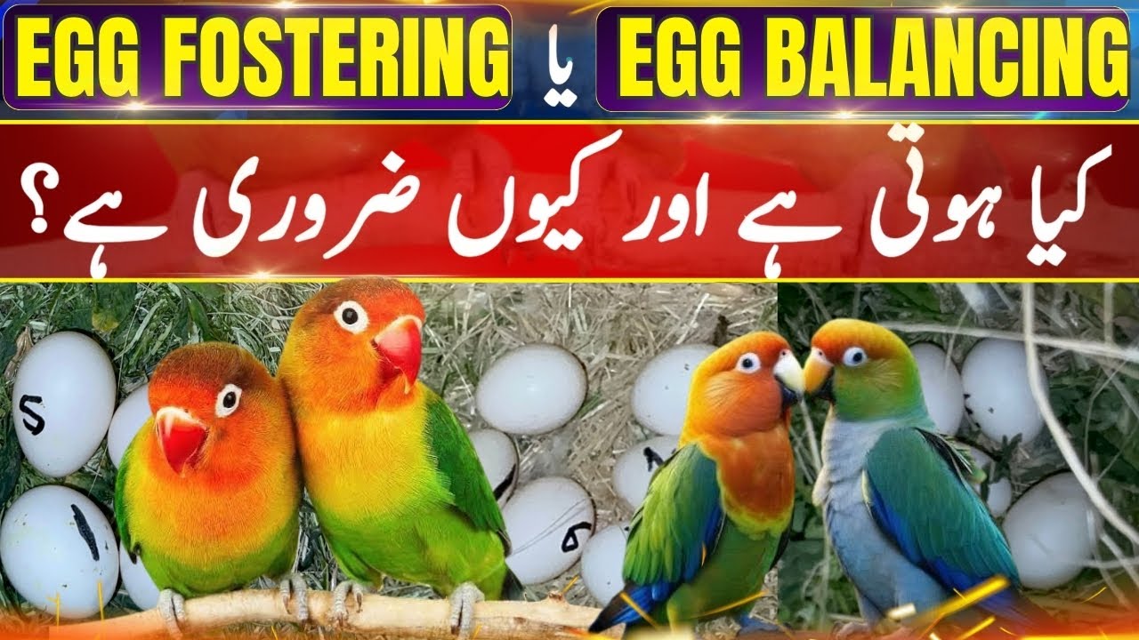 Egg Balancing & Egg Fostering | How to perform Egg Balancing or EGG Fostering & its importance YTG
