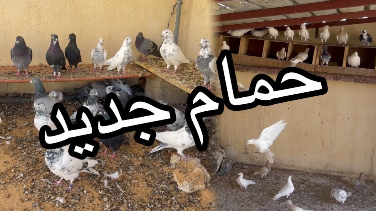 بعد مارجعت لديره شريت حمام🕊