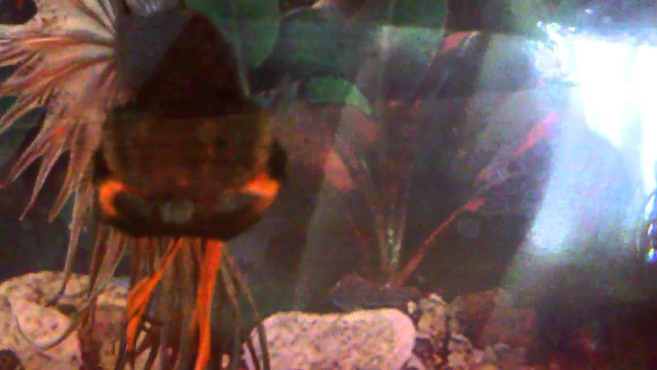 Rare betta fish