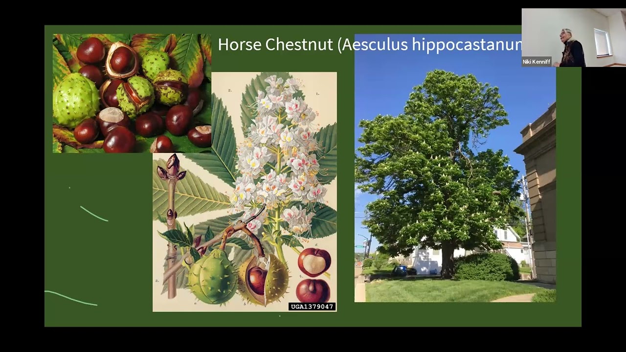 The History, Culture and the Use of Chestnuts presented by Deborah Milks