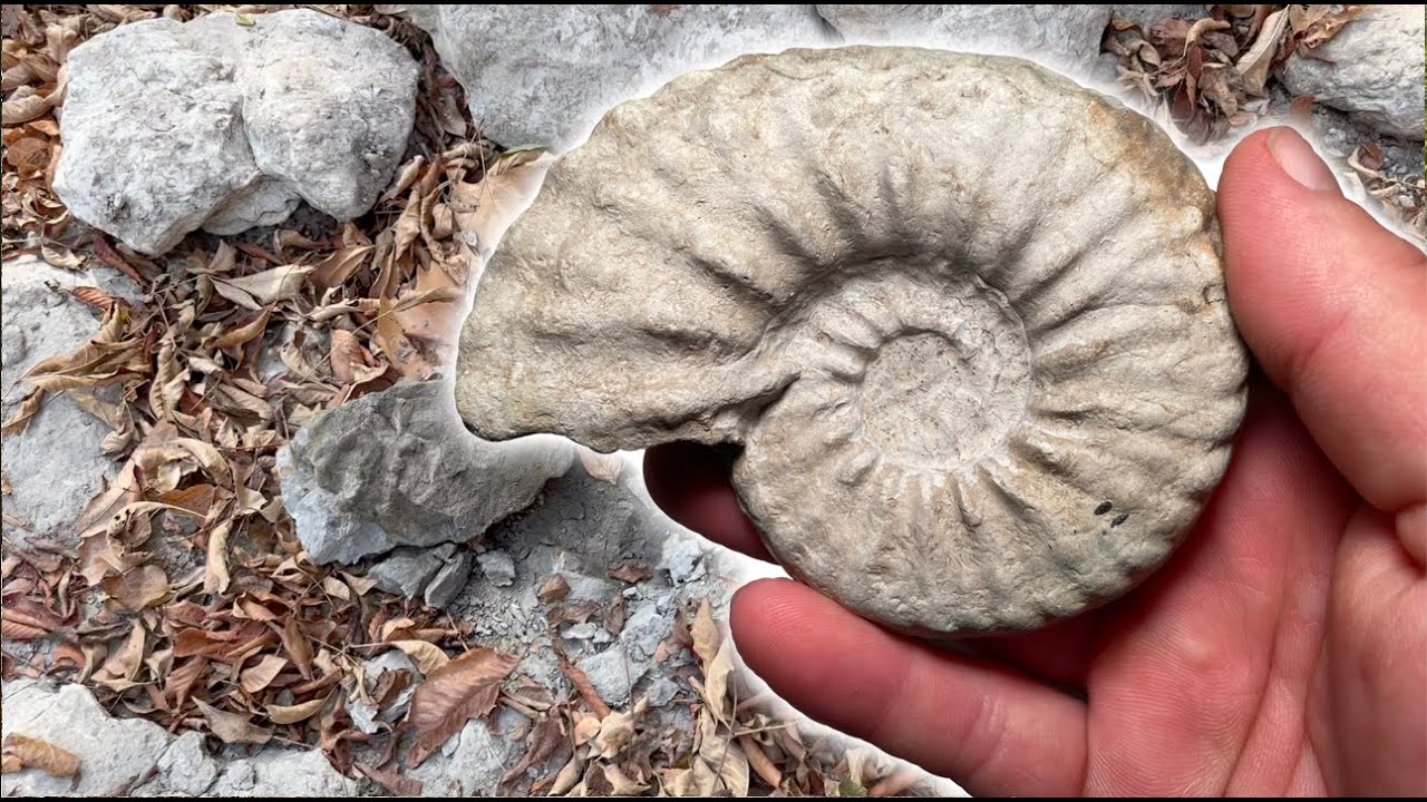 Hunting North Texas Creeks for Ammonite Fossils & More - Sept 2023 #fossilhunting