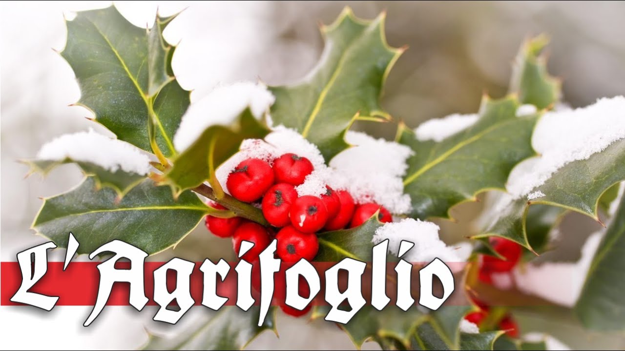L'Agrifoglio: proprietà ed usi nel Medioevo