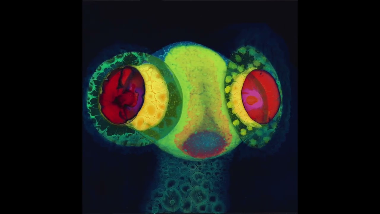OSEES 