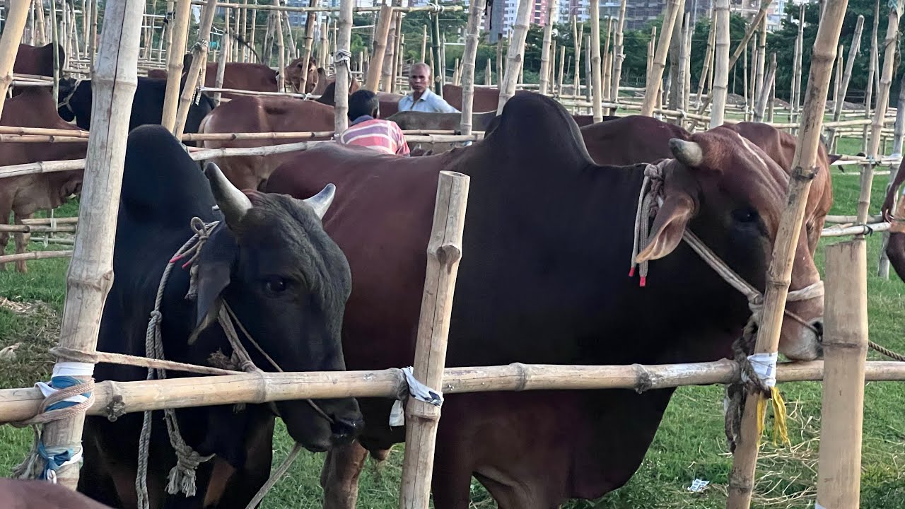 Uttara Diabari gorur hat-2025 | উত্তরা দিয়াবাড়ী গরুর হাট-২০২৫